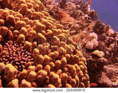 View Of The Coral And Fish In The Red Sea