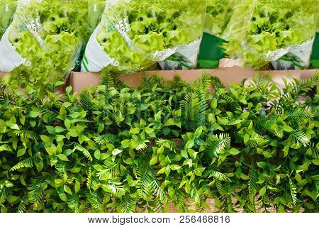 Closeup Photo Of Fresh Prepacked Salad For Healthy Cooking
