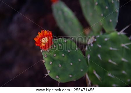 Amazing Close Up Of A Blooming Prickly Pear Cactus, The State Flower Of Texas, In A Desert Garden.