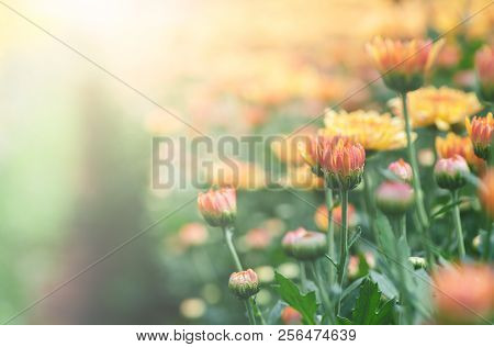 Orange And Yellow Chrysanthemum Flower In Garden,