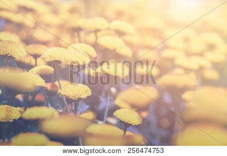 Small Yellow Chrysanthemum Flower With Sunlight