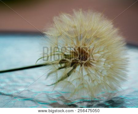 Dandelion Flower Petal On Glass Magazine Coffee Table.
