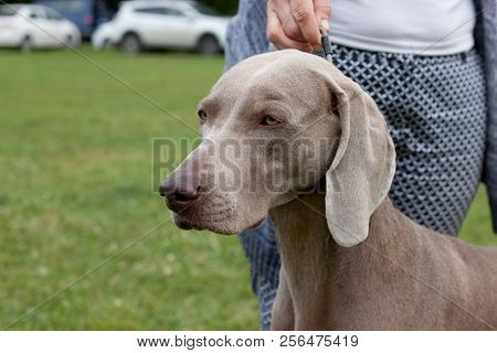Cute Gray Weimaraner Vorstehhund Is Standing On A Green Meadow With His Owner. Pet Animals.