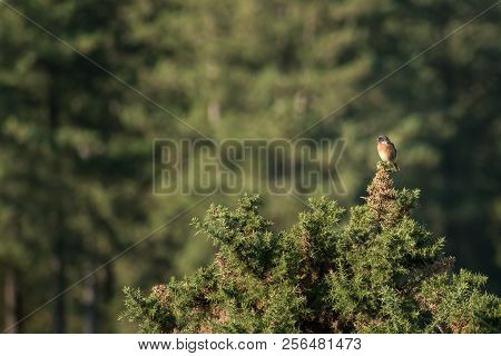 Male Stonechat (saxicola Torquata) Sitting High Up On A Gorse Bush In The New Forest, England Uk On 