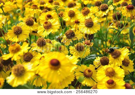 Field Of Yellow Daisy Flowers In Summer