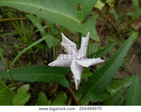 White Water Spinach Flower. also called kangkong or kangkung