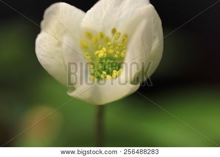 Large Bush Of The First Spring Flowers Of Snowdrops In The Forest, Close-up
