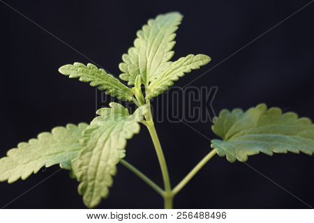 Green Plant Sprout Growing Germinating From Seed Springtime Summer Wonderful Nature Isolated On Blac