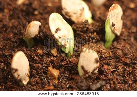 Selective Close-up Of Green Seedling. Green Pumpkin Plants Growing From Seeds In Ground