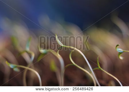 Green Plant Sprout Growing Germinating From Seed Springtime Summer Wonderful Nature Isolated On Whit