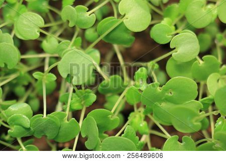Green Plant Sprout Growing Germinating From Seed Springtime Summer Wonderful Nature Isolated On Whit