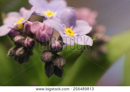 Blue Flowers Forget-me-in The Field, Toning, Space For Text