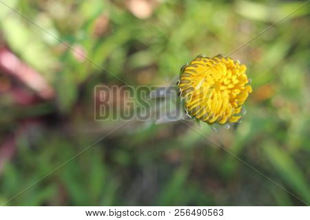 Dendelion Flower In Black And White Tone