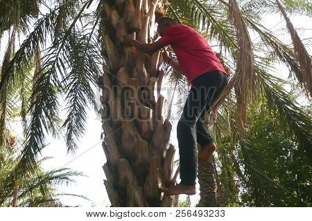 A Man Climbs On A Palm Tree