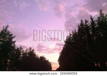 Purple Forest In The Evening, Purple Sky Landscape