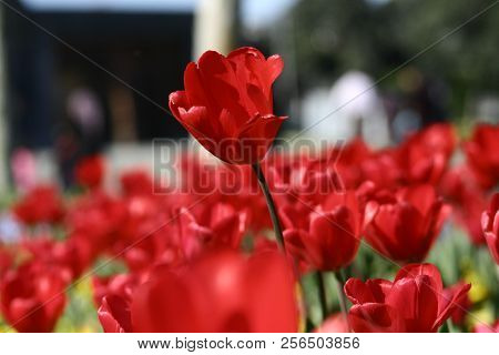 Red Tulips In The Flower Garden. Tulips Background