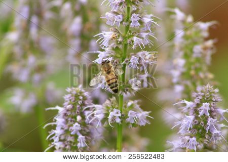 Korean Mint Agastache Rugosa Flower Blossom, Close Up Macro. Used For Tea And Other Medicinal Purpos