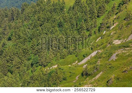 Trees On The Slope Of Mt Rigi In Switzerland In Summer. The Rigi Is A Popular Tourist Destination, A