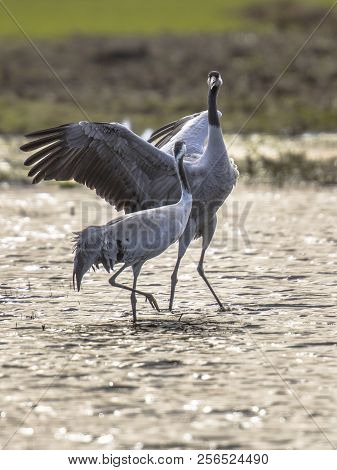 Two Eurasian Cranes (grus Grus) In Courtship Dancing In Shallow Water