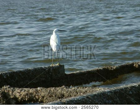 fayoum2005 1105cc