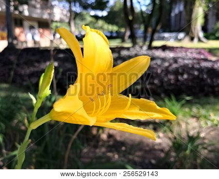 Beautiful Yellow Daylily. Lemon Lily, Hemerocallis Lilioasphodelus. Nice Garden Background And Detai