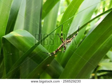 Argiope Argentata, Tropical And Exotic Silver Zig Zag Spider, Hanging From Its Web Inside A Green Le