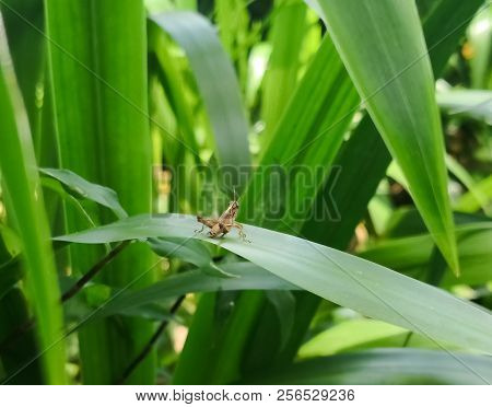 Swarming Grasshopper Locust. Brown Hopper Over Green Leaf.