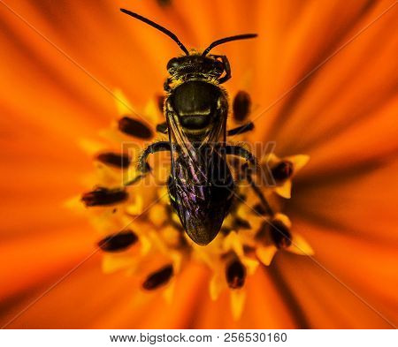 Macro Shot Of Honey Bee In A Orange Flower