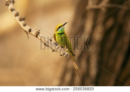 Green Bee-eater, Merops Orientalis, Jhalana, Rajasthan, India