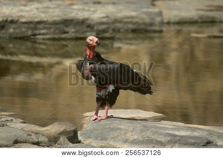 Red-headed Vulture, Sarcogyps Calvus, Panna Tiger Reserve, Madhya Pradesh, India