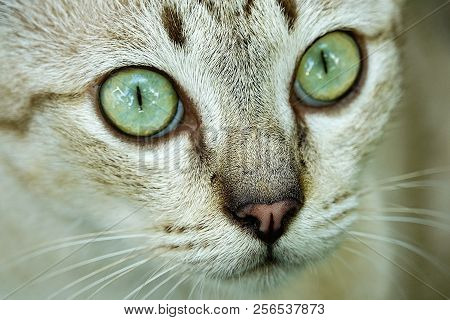 Porttrait Beautiful Thai Cat Eye Anomal Pet.