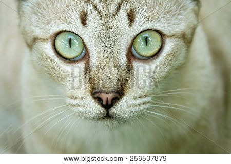 Porttrait Beautiful Thai Cat Eye Anomal Pet.