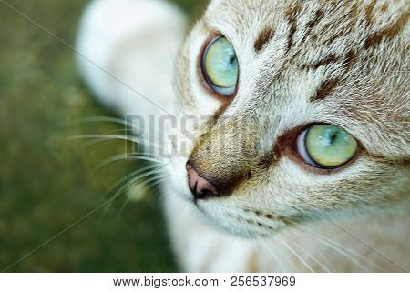 Porttrait Beautiful Thai Cat Eye Anomal Pet.