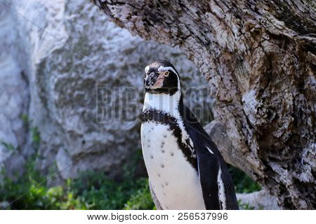 Humboldt Penguins In A Cave On The Rocky. Photo From The World Of Penguins.