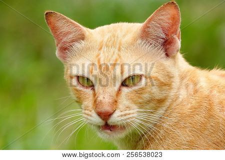 Porttrait Beautiful Thai Cat Eye Animal Pet.