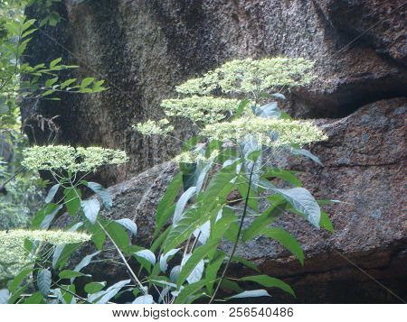 Photograph Of Plants Taken In Huangshan Scenic Area, China