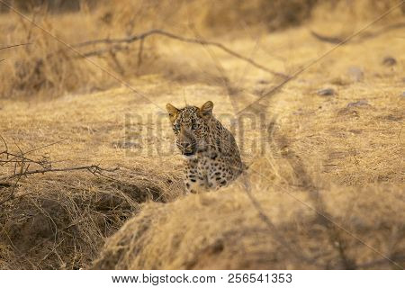 Indian Leopard, Panthera Pardus Fusca, Jhalana, Rajasthan, India