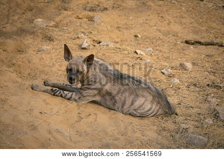 Striped Hyena, Hyaena Hyaena,  Jhalana, Rajasthan, India