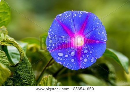 Blue Flower Of Morning-glory (ipomoea)  With Drops Of Rain On A Blurry Background