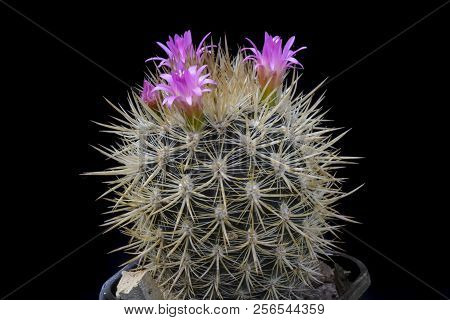 Cactus Neoporteria Villosa With Flower Isolated On Black