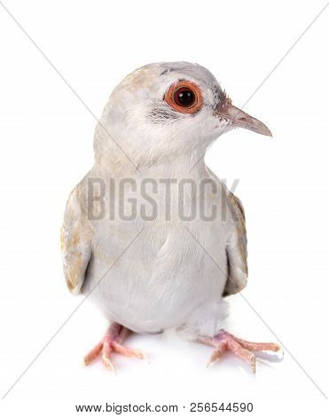 Diamond Dove In Front Of White Background