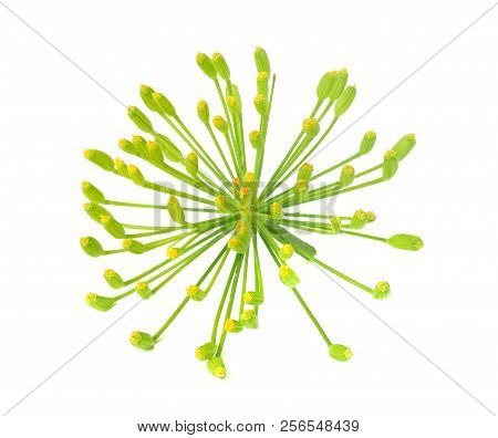 Fresh Dill Flower Isolated On White Background