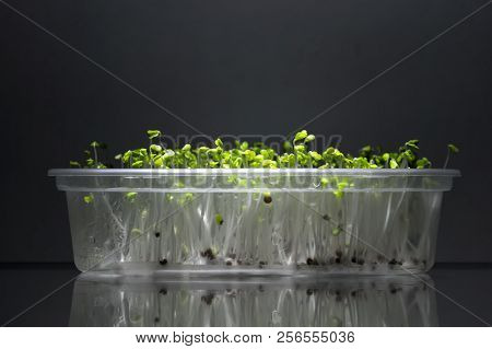 Home Grown Microgreens - Broccoli Sprouts Isolated On Dark Backgound. Sprouts Are Source Of Myrosina