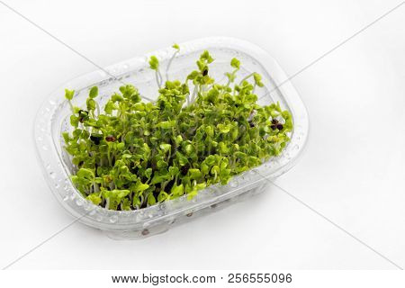 Home Grown Broccoli Sprouts - Source Of Myrosinase Enzyme And Sulforaphane As Anticancer Treatment.