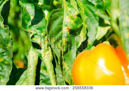 Pepper Disease Is Caused By The Phytophthora Infestans Virus. Agriculture, Farming, Crops. Disease O