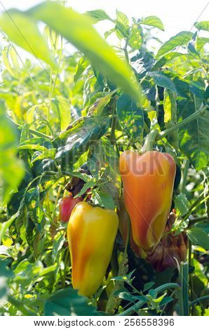 Pepper Disease Is Caused By The Phytophthora Infestans Virus. Agriculture, Farming, Crops. Disease O