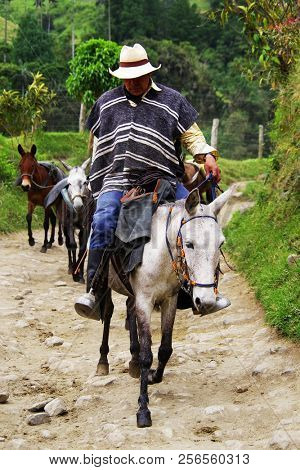SALENTO, COCORA VALLEY, AUGUST 17, 2018: Touristic horse caravan in Cocora valley, Cordiliera Central, Salento, Colombia, South America