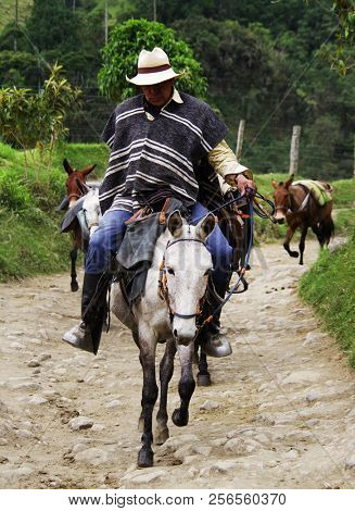 SALENTO, COCORA VALLEY, AUGUST 17, 2018: Touristic horse caravan in Cocora valley, Cordiliera Central, Salento, Colombia, South America