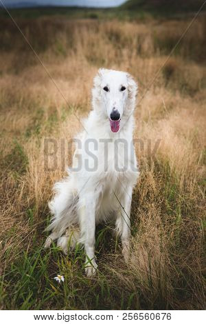 Portrait Of Happy Russian Borzoi Dog Sitting In The Field. Image Of Beautiful Dog Breed Russian Wolf