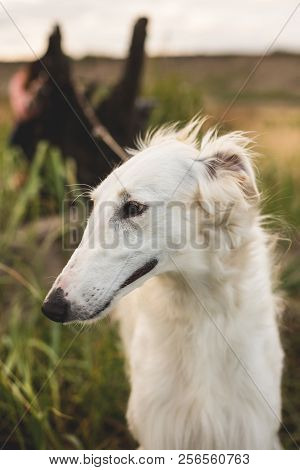 Profile Portrait Of Cute Russian Borzoi Dog In The Field. Close-up Image Of Beautiful Dog Breed Russ